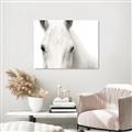 Picture of White horse _GroupedProduct_Rectangle_Landscape_Photography _GroupedProduct_Rectangle_Landscape_Unframed_Print_Only_