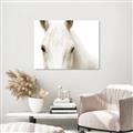 Picture of White horse _GroupedProduct_Rectangle_Landscape_Photography _GroupedProduct_Rectangle_Landscape_Unframed_Print_Only_