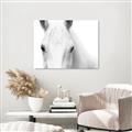 Picture of White horse _GroupedProduct_Rectangle_Landscape_Photography _GroupedProduct_Rectangle_Landscape_Unframed_Print_Only_