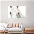 Picture of White horse _GroupedProduct_Rectangle_Landscape_Photography _GroupedProduct_Rectangle_Landscape_Unframed_Print_Only_