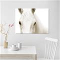 Picture of White horse _GroupedProduct_Rectangle_Landscape_Photography _GroupedProduct_Rectangle_Landscape_Unframed_Print_Only_