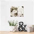 Picture of White Blooms _GroupedProduct_Rectangle_Landscape_Photography _GroupedProduct_Rectangle_Landscape_Unframed_Print_Only_