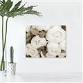 Picture of White Blooms _GroupedProduct_Rectangle_Landscape_Photography _GroupedProduct_Rectangle_Landscape_Unframed_Print_Only_