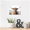 Picture of Shaggy Bull II _GroupedProduct_Rectangle_Landscape_Photography _GroupedProduct_Rectangle_Landscape_Unframed_Print_Only_