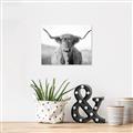Picture of Shaggy Bull II _GroupedProduct_Rectangle_Landscape_Photography _GroupedProduct_Rectangle_Landscape_Unframed_Print_Only_