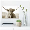 Picture of Shaggy Bull II _GroupedProduct_Rectangle_Landscape_Photography _GroupedProduct_Rectangle_Landscape_Unframed_Print_Only_