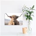 Picture of Shaggy Bull II _GroupedProduct_Rectangle_Landscape_Photography _GroupedProduct_Rectangle_Landscape_Unframed_Print_Only_