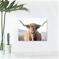 Picture of Shaggy Bull II _GroupedProduct_Rectangle_Landscape_Photography _GroupedProduct_Rectangle_Landscape_Unframed_Print_Only_