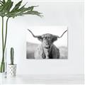 Picture of Shaggy Bull II _GroupedProduct_Rectangle_Landscape_Photography _GroupedProduct_Rectangle_Landscape_Unframed_Print_Only_