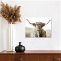Picture of Shaggy Bull II _GroupedProduct_Rectangle_Landscape_Photography _GroupedProduct_Rectangle_Landscape_Unframed_Print_Only_
