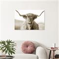 Picture of Shaggy Bull II _GroupedProduct_Rectangle_Landscape_Photography _GroupedProduct_Rectangle_Landscape_Unframed_Print_Only_