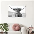 Picture of Shaggy Bull II _GroupedProduct_Rectangle_Landscape_Photography _GroupedProduct_Rectangle_Landscape_Unframed_Print_Only_