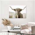 Picture of Shaggy Bull II _GroupedProduct_Rectangle_Landscape_Photography _GroupedProduct_Rectangle_Landscape_Unframed_Print_Only_