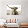 Picture of Shaggy Bull II _GroupedProduct_Rectangle_Landscape_Photography _GroupedProduct_Rectangle_Landscape_Unframed_Print_Only_