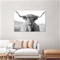 Picture of Shaggy Bull II _GroupedProduct_Rectangle_Landscape_Photography _GroupedProduct_Rectangle_Landscape_Unframed_Print_Only_