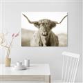Picture of Shaggy Bull II _GroupedProduct_Rectangle_Landscape_Photography _GroupedProduct_Rectangle_Landscape_Unframed_Print_Only_