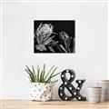 Picture of Beautiful Blooms _GroupedProduct_Rectangle_Landscape_Photography _GroupedProduct_Rectangle_Landscape_Unframed_Print_Only_