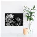 Picture of Beautiful Blooms _GroupedProduct_Rectangle_Landscape_Photography _GroupedProduct_Rectangle_Landscape_Unframed_Print_Only_