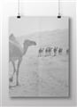 Picture of Camel Walk _GroupedProduct_Rectangle_Landscape_Photography _GroupedProduct_Rectangle_Landscape_Unframed_Print_Only_