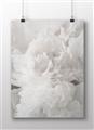Picture of Fluffy Florals _GroupedProduct_Rectangle_Landscape_Photography _GroupedProduct_Rectangle_Landscape_Unframed_Print_Only_