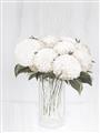 Picture of White Hydrangea I _GroupedProduct_Rectangle_Portrait_Unframed_Print_Only_