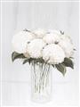 Picture of White Hydrangea I _GroupedProduct_Rectangle_Portrait_Unframed_Print_Only_