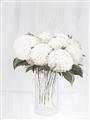 Picture of White Hydrangea I _GroupedProduct_Rectangle_Portrait_Unframed_Print_Only_