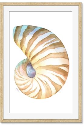 Picture of Seashell I