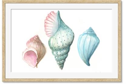 Picture of Seashells I