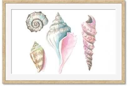 Picture of Seashells II
