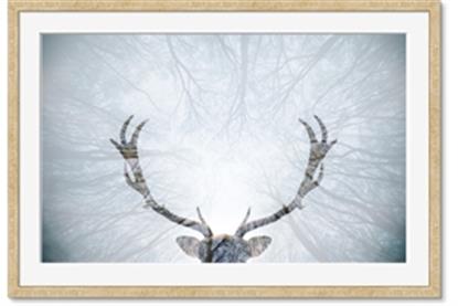 Picture of Forest Stag