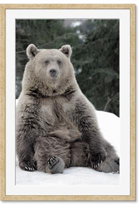 Picture of Snowy Bear