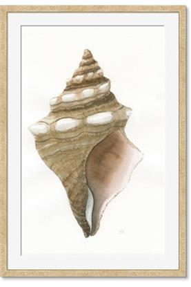 Picture of Sea Shell I