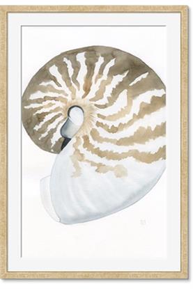 Picture of Sea Shell II