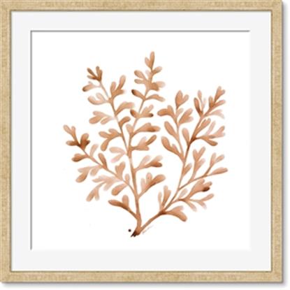 Picture of Orange Coral