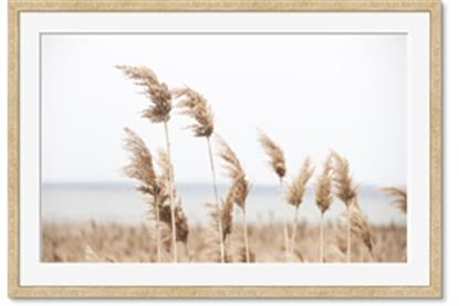 Picture of Beach Pampas