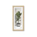 Picture of House Ficus _GroupedProduct_Panel_Portrait_Framed_Matted_
