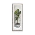 Picture of House Ficus _GroupedProduct_Panel_Portrait_Framed_Matted_