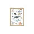 Picture of Sea Life _GroupedProduct_Rectangle_Portrait_Framed_Matted_