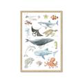 Picture of Sea Life _GroupedProduct_Rectangle_Portrait_Framed_Matted_
