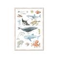 Picture of Sea Life _GroupedProduct_Rectangle_Portrait_Framed_Matted_