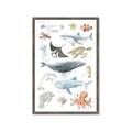 Picture of Sea Life _GroupedProduct_Rectangle_Portrait_Framed_Matted_