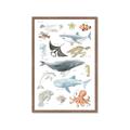 Picture of Sea Life _GroupedProduct_Rectangle_Portrait_Framed_Matted_