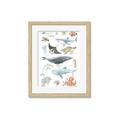 Picture of Sea Life _GroupedProduct_Rectangle_Portrait_Framed_Matted_