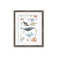 Picture of Sea Life _GroupedProduct_Rectangle_Portrait_Framed_Matted_