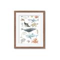Picture of Sea Life _GroupedProduct_Rectangle_Portrait_Framed_Matted_