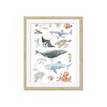 Picture of Sea Life _GroupedProduct_Rectangle_Portrait_Framed_Matted_
