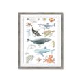 Picture of Sea Life _GroupedProduct_Rectangle_Portrait_Framed_Matted_