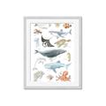 Picture of Sea Life _GroupedProduct_Rectangle_Portrait_Framed_Matted_