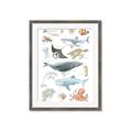 Picture of Sea Life _GroupedProduct_Rectangle_Portrait_Framed_Matted_
